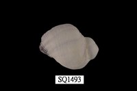 藏品(紫口珊瑚螺)的圖片